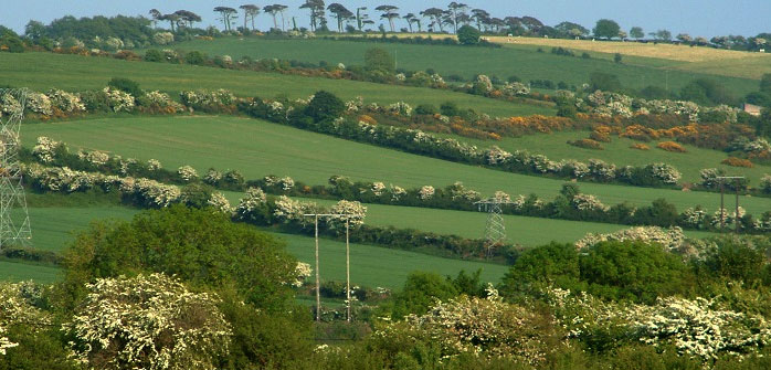 Acres scheme hedgerow and tree planting