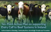 Ten-Point Action Plan on supporting Dairy Calf to Beef Systems in Ireland