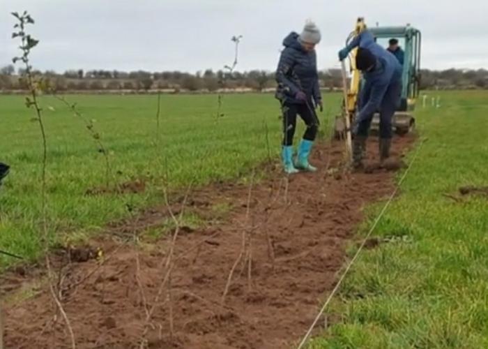 Hedgerow being planted