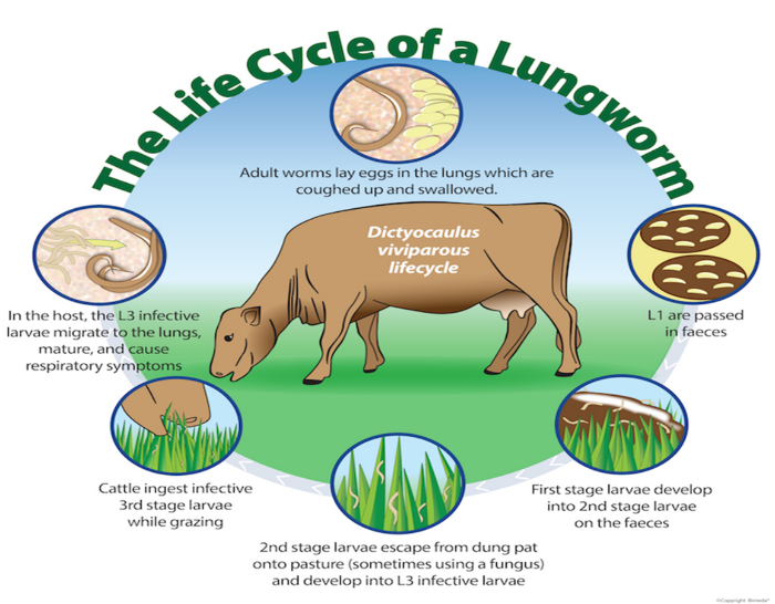 The life cycle of a lungworm. One. Adult worms lay eggs that are coughed up and swallowed. L1 Are passed in faeces. Larvae develop on the faeces. Larvae escape from dung pat. Cattle ingest infective larvae. Larvae migrate to the lungs, mature and cause respiratory symptoms.