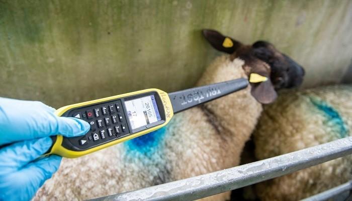 A sheep being scanned