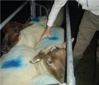 sheep half time score