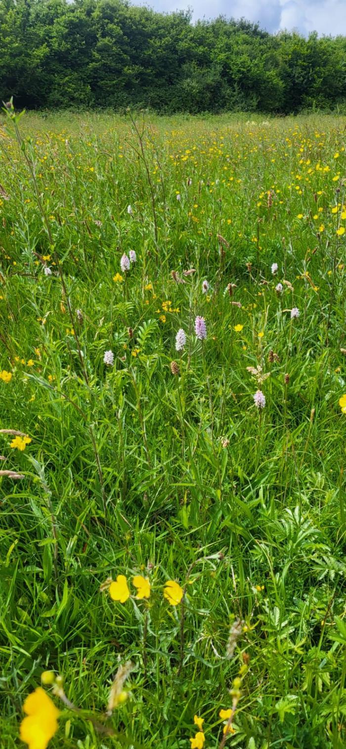ACRES Positive Indicator Species