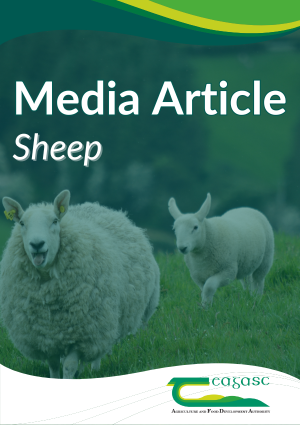Apply now for the 2025 National Sheep Welfare Scheme