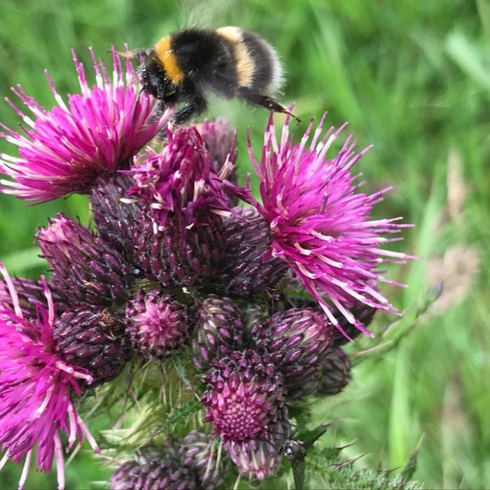 marsh thistle