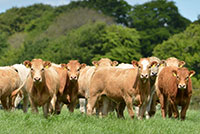 Lungworm in Cattle