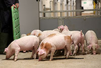 Pig Research Update – GILTLIFE (Part 1)