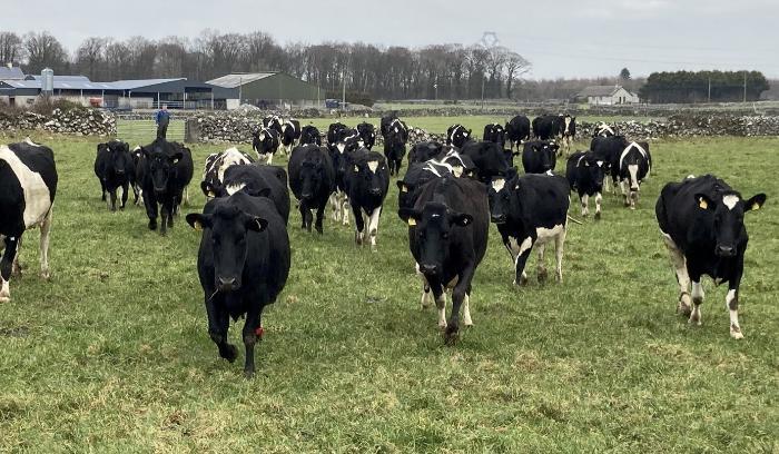 Dairy Cows at grass by day from calving (since Feb 1st 2025) on Tim Kelly’s farm Clorane, Athenry.