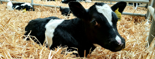Calf Housing