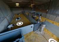 D. Calf Shed 3
