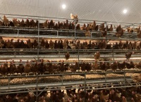 B. Free-range Valli egg production house