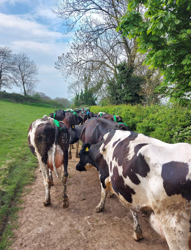Dairy cows on roadway
