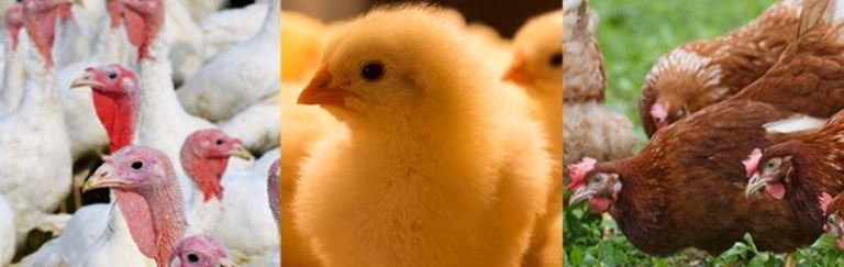 Poultry Housing
