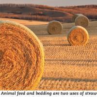 straw 