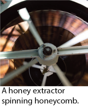 Bee Keeping and Honey Production Caption Image 1