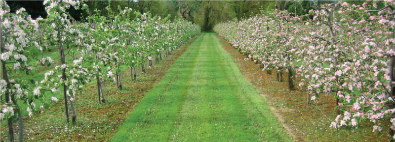 Commercial Apple Production Banner Image