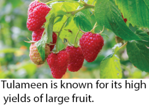 Fresh Raspberry Production Caption Image 1