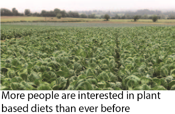 Field Vegetable Production Caption image 1