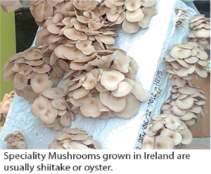 Mushroom Production Caption Image 2