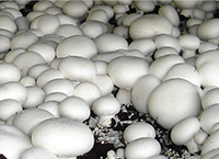 Mushroom Production