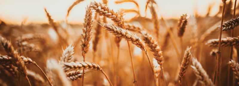 Organic Cereals Banner image