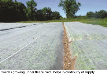 Field Vegetable Production Caption image 1