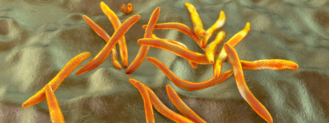 Anti-Fusobacterium Nucleatum Therapeutic