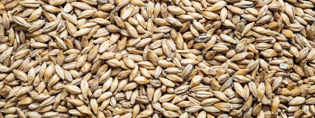 Brewers Spent Grain-Based Functional Snack