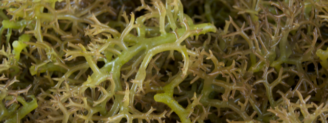 Efficient Seaweed Preservation Method
