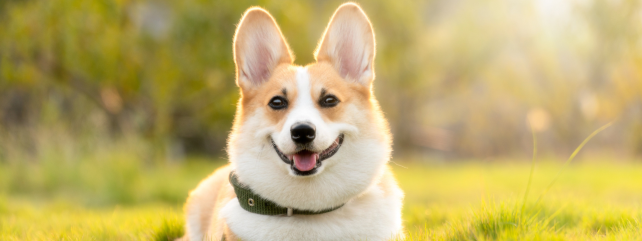 Marine Derived Healthy Pet Food Ingredients