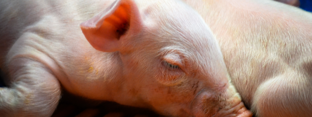Proswine Sow Feed Additive