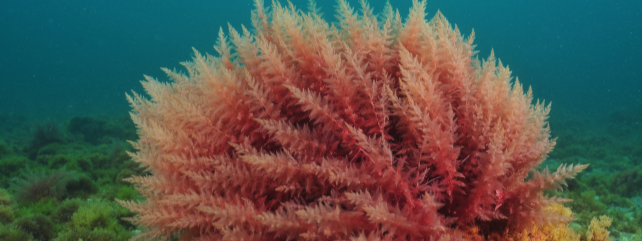 Red Seaweed Extracts - Methane Reduction