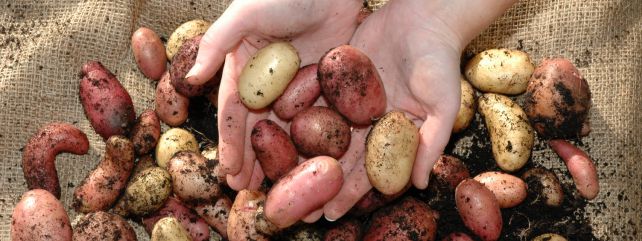 Agronomy Potatoes