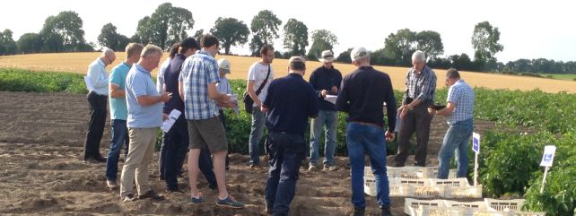 Agronomy Salad Potatoes