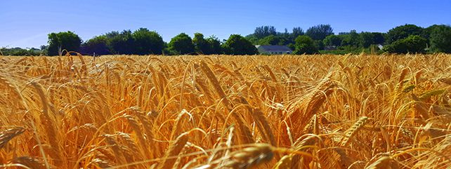 Crops