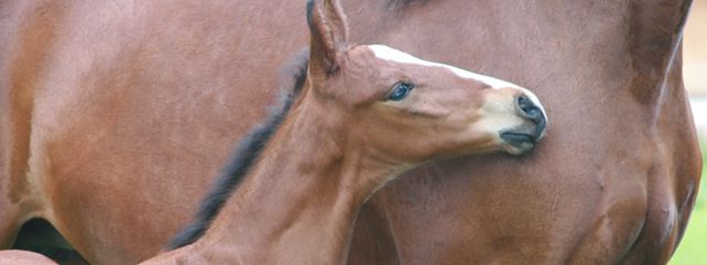 Equine