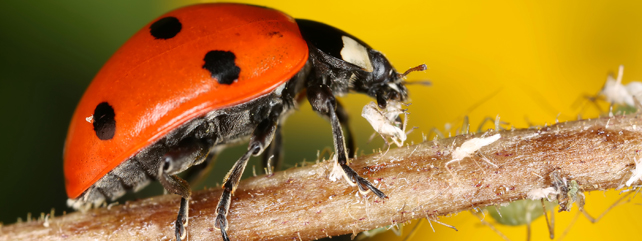 Integrated Pest Management