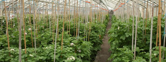 Research Breeding Programme