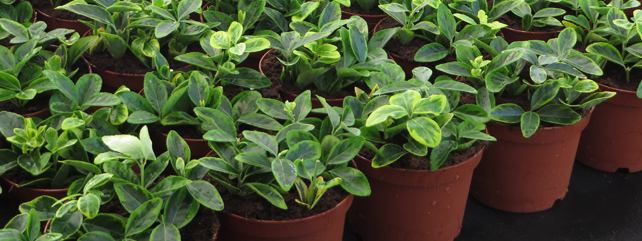 Nursery Stock