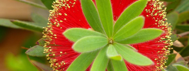 Plant Health