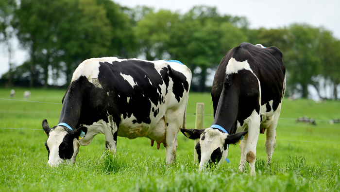 Cover image for Teagasc Dairy Advisory Newsletter – April article