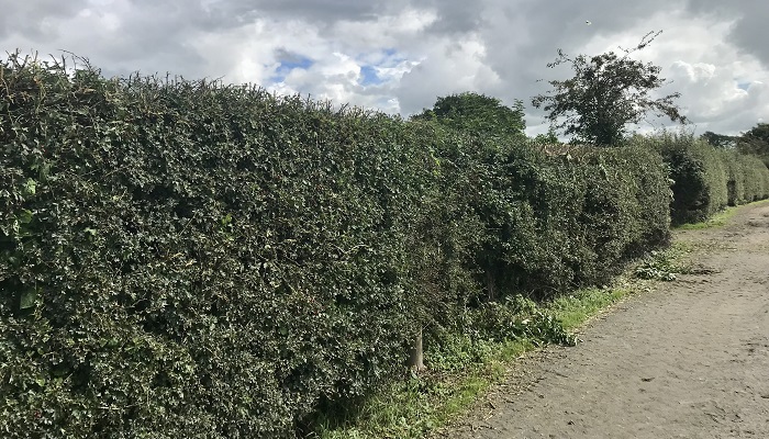 An example of a topped hedge