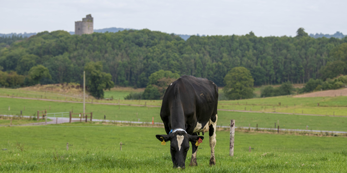 Cover image for Teagasc Dairy Advisory Newsletter – June article