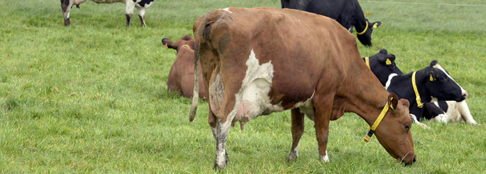 Dairy cows grazing clover swards