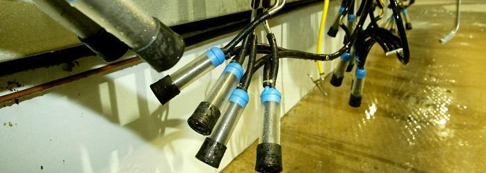 Washed clusters hanging in a dairy parlour