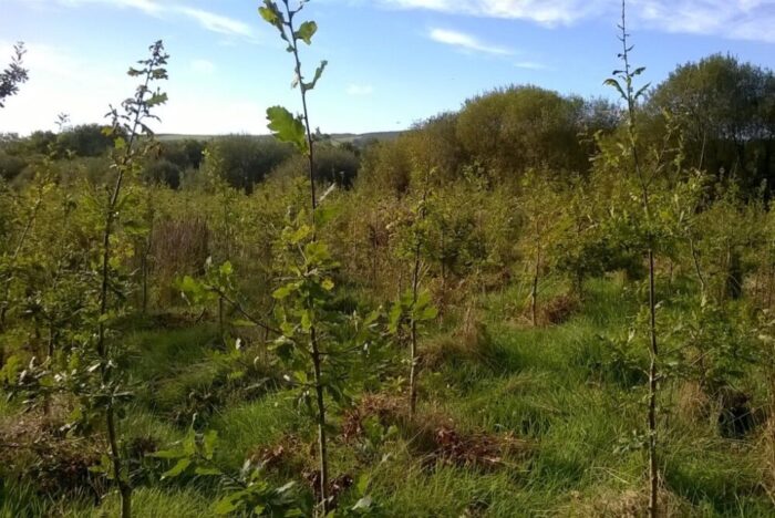 Reminder to claim your annual forest premium