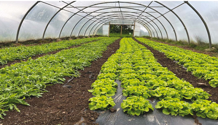 Green Earth Organics leads with local vegetable delivery