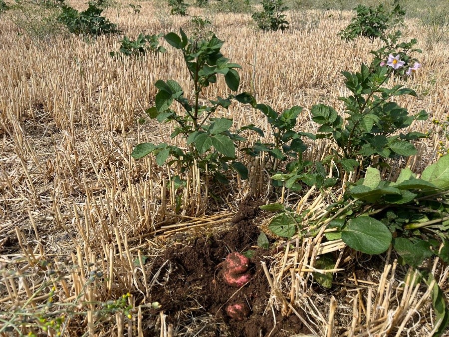 A potato volunteer and daughter tuber in a stubble field