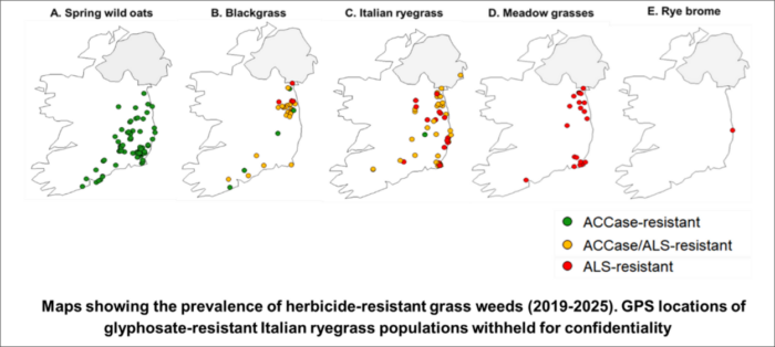 Map showing the prevalence of herbicide resistant grass weeds, illustrating areas where resistance has been identified in spring wild oats, blackgrass, Italian ryegrass, meadow grass and rye brome