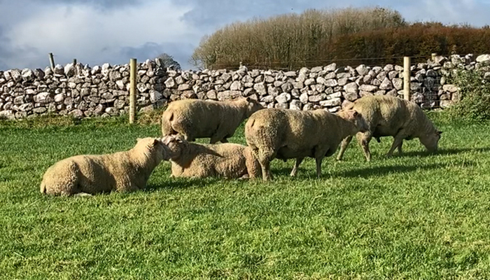 Mating management and housing finishing lambs